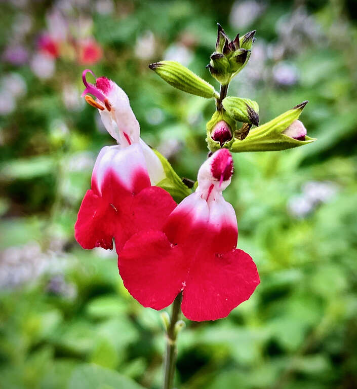 San Ysidro Ranch, Montecito (Sta. Barbara), Calif,

The grounds of this classic old resort are as good (or better!) than I recalled. The food, now.... not up to snuff, sadly. And it was a special occasion! Oh, well. Last time it was truly