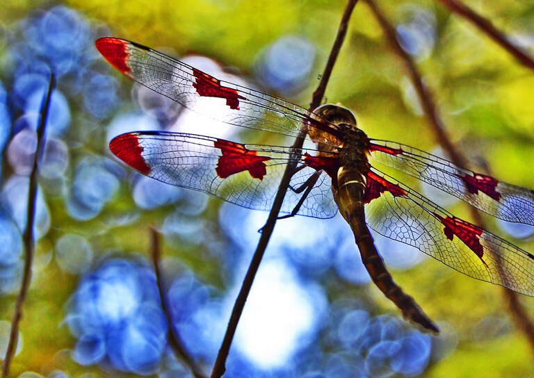 ? Explore Jul 18, 2008.
I love - love - love - love the bokeh in this photo. 
This little guy (although he was actually fairly large, maybe 4 or 5 inch wingspan) clung to this twig for - seriously - 15'ish minutes. I had my camera nearly a foot away