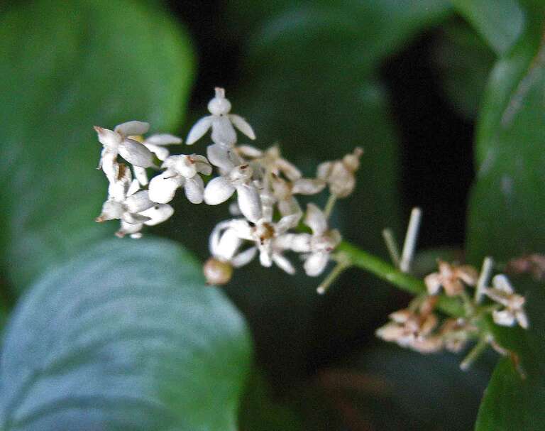 舞鶴草屬 Maianthemum dilatatum  [美國阿拉斯加  Sitka National Historical Park, Alaska]