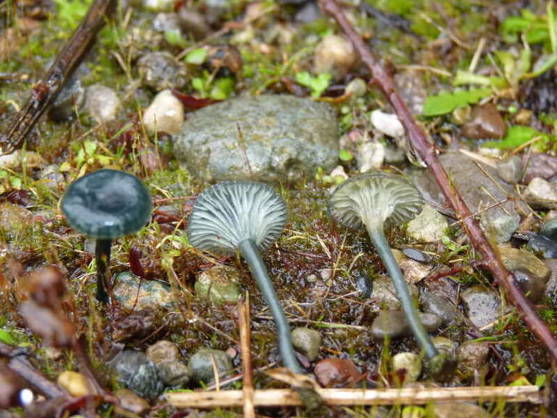 For more information about this, see the observation page at Mushroom Observer.