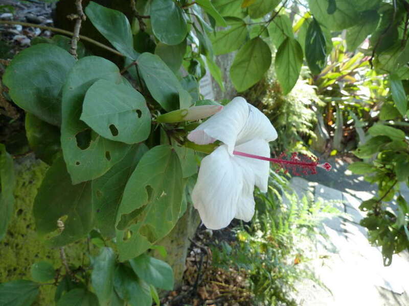 Koki'o ke'oke'o, Hibiscus arnottianus at Foster Botanical Garden in Honolulu. This is endimic to Hawaii and ae supposed to be the only fragrant hibiscus. H. waimeae have the same Hawaiian name, and are supposed to be very similar, with flower petals