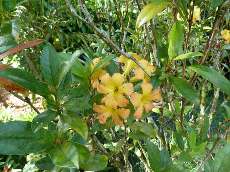 Rhododendron hybrid - R. aurigeranum x R. Herzogii, at Lyon Arboretum in Honolulu