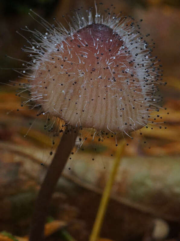 For more information about this, see the observation page at Mushroom Observer.