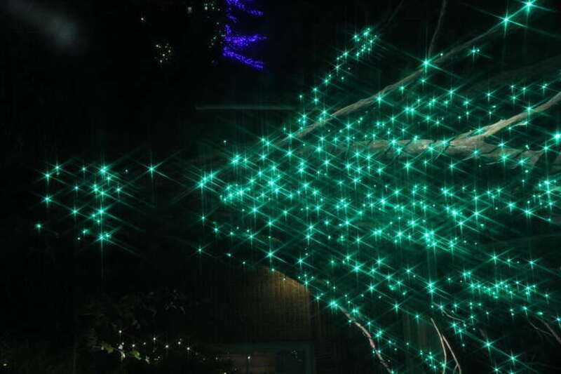 Tonight was dog night.  We saw at least five Greyhounds. No Whippets.