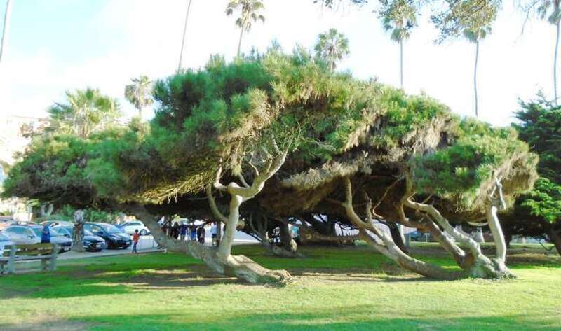 Ellen Browning Scripps Park is a city park in San Diego, California.  Named after one of the the city's biggest philanthropists, it is maintained by the San Diego Park and Recreation Department.