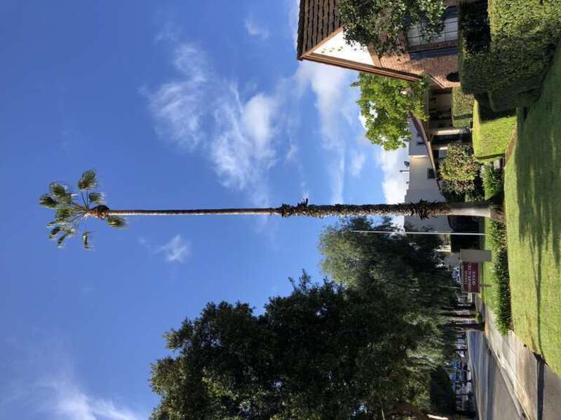 A palm tree along South Murphy Avenue in Sunnyvale, Santa Clara County, California