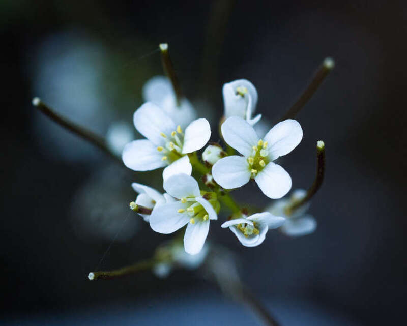 500px provided description: Untitled [#flower ,#plant ,#organism]