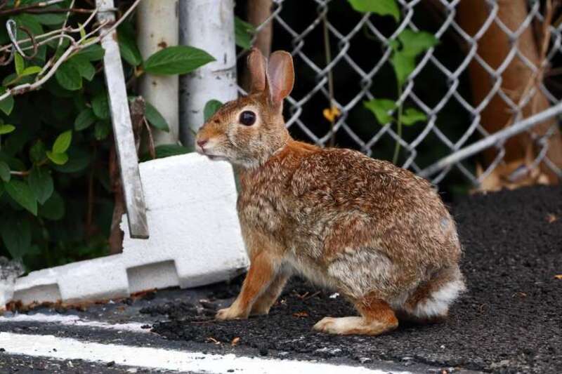Eastern cottontail (Sylvilagus floridanus) in an urban environment.