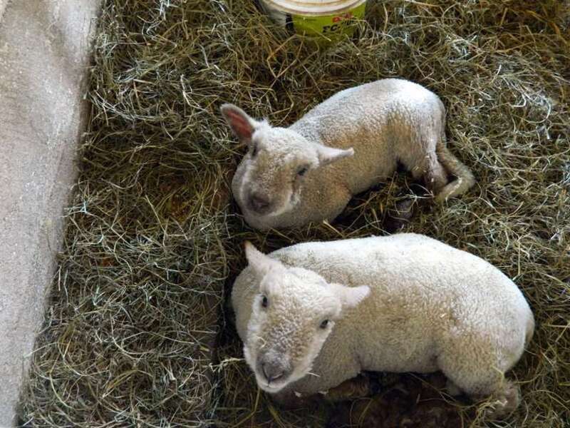 A couple of curious lambs