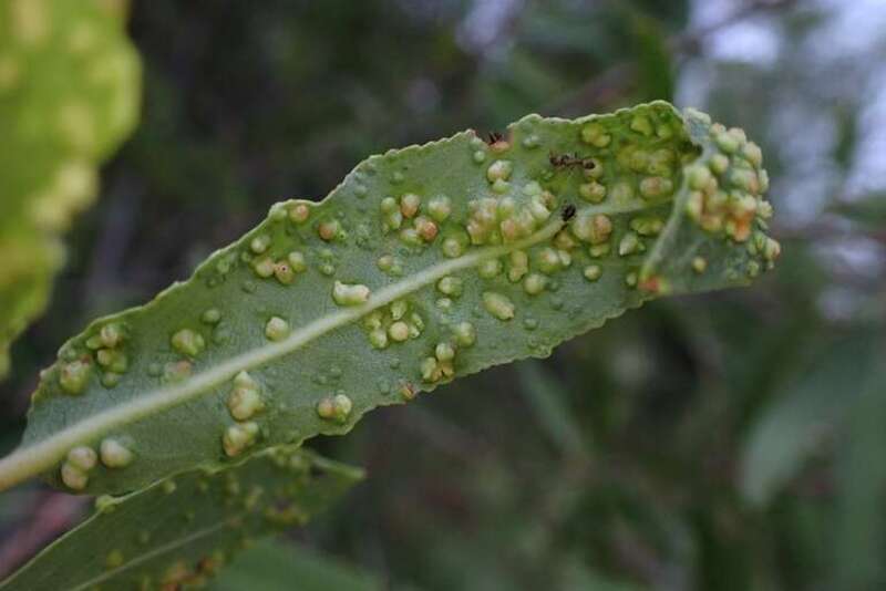 Leaf galls on Salix laevigata caused by Western Red Willow Mites (Aculus laevigatae), a species of arachnid.