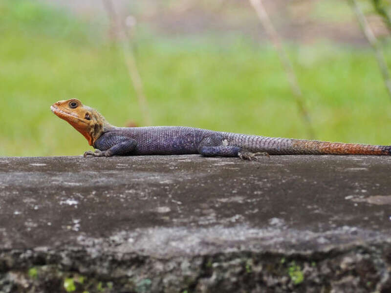 Peters's Rock Agama (Agama picticauda)