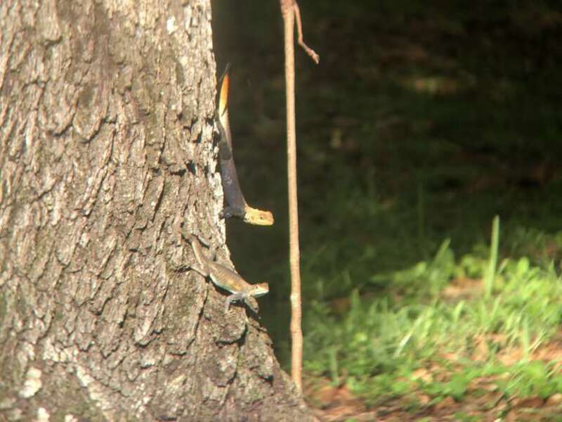 Peters's Rock Agama (Agama picticauda)