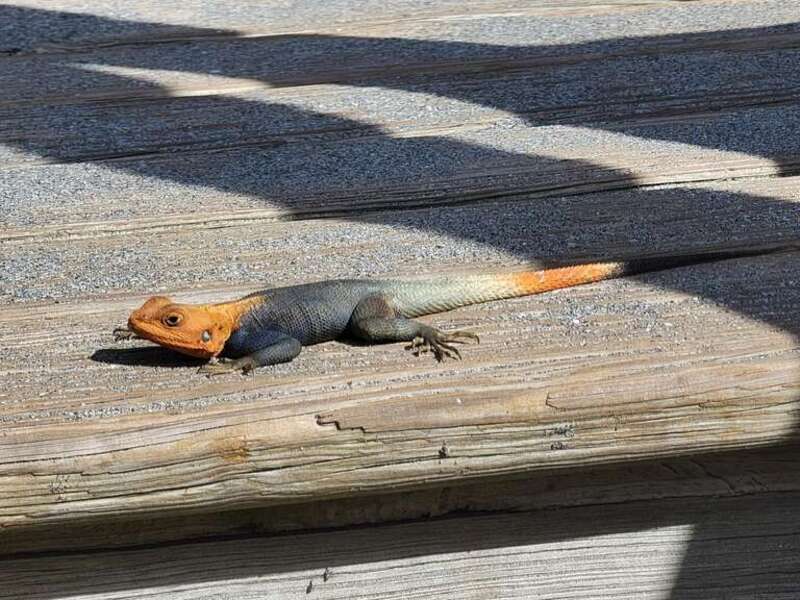 Peters's Rock Agama (Agama picticauda)