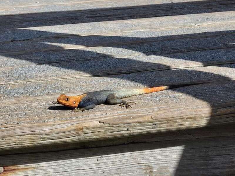 Peters's Rock Agama (Agama picticauda)