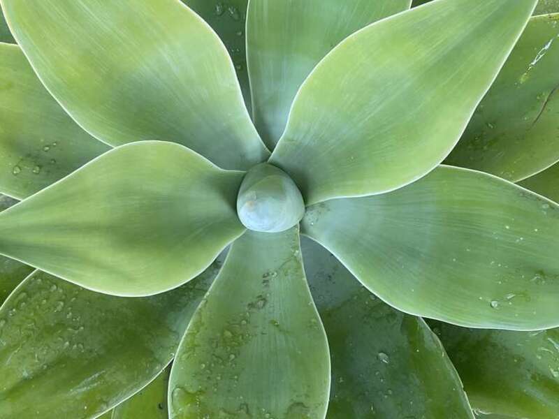Agave Succulents plant