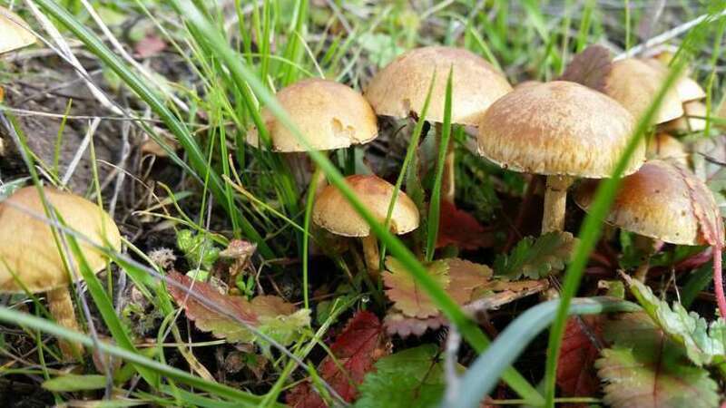 Common Fieldcap (Agrocybe pediades)