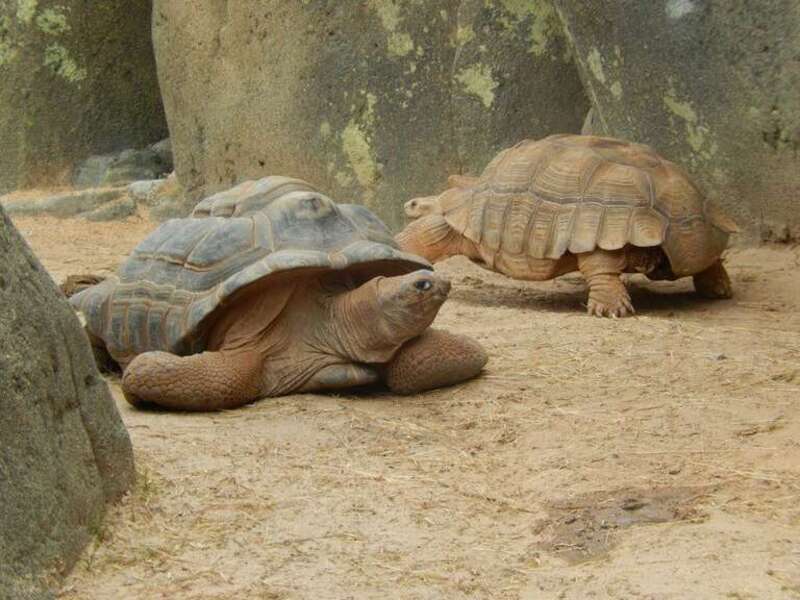 Aldabra Giant Tortoises (Aldabrachelys gigantea) at the Greensboro Science Center.
