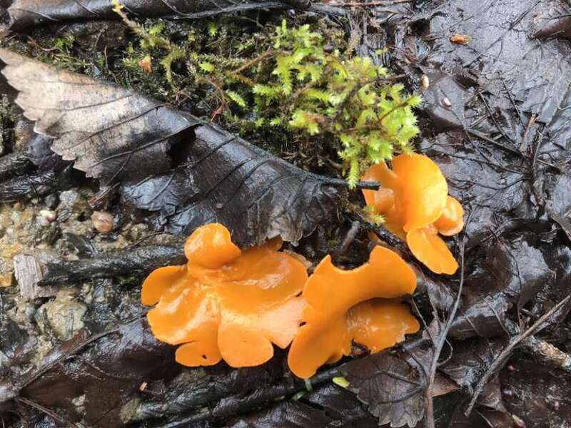 orange peel fungus (Aleuria aurantia)