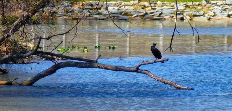 Allen Pond Park Apr 9, 2017, 9-046_edit