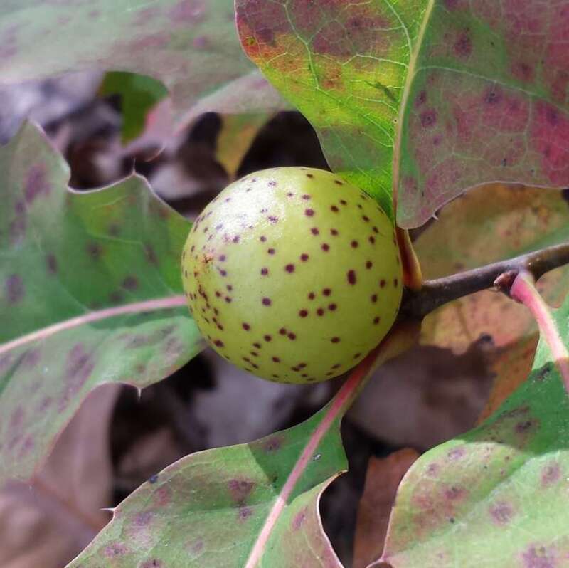 Gall caused by an Oak Apple Gall Wasp (Amphibolips cookii). Species of insect.