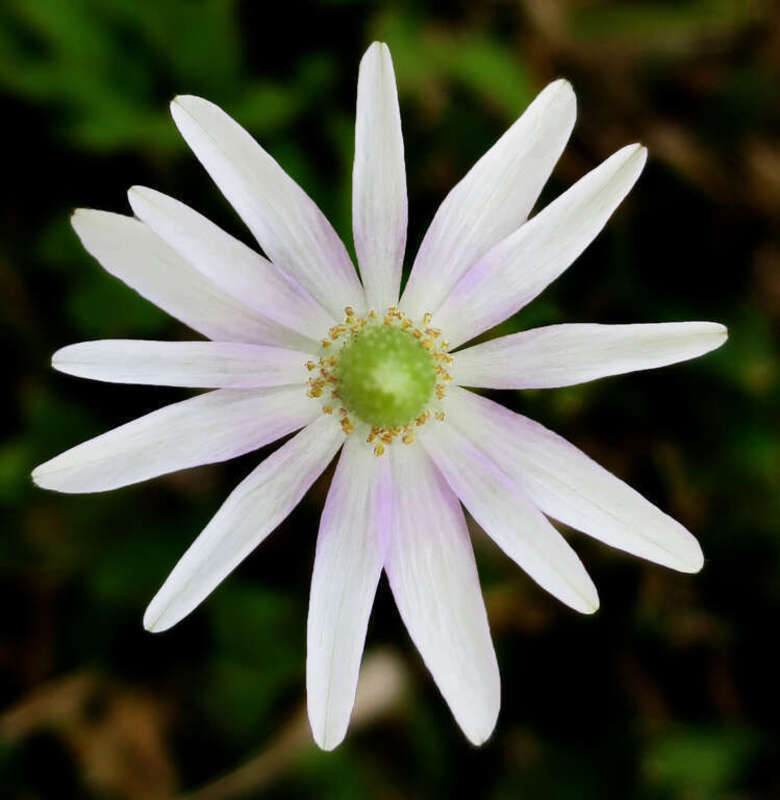 Found in Pasadena, Texas