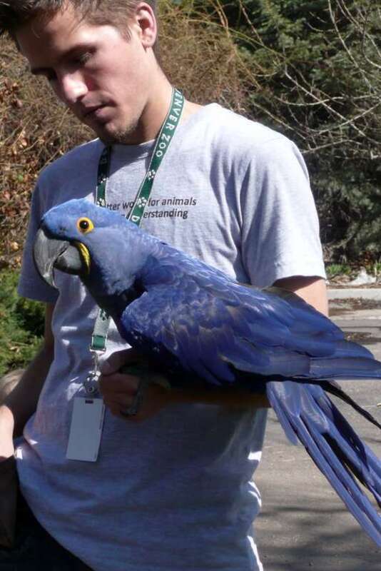 A Hyacinth Macaw with a zookeeper at Denver Zoo, Colorado, USA.