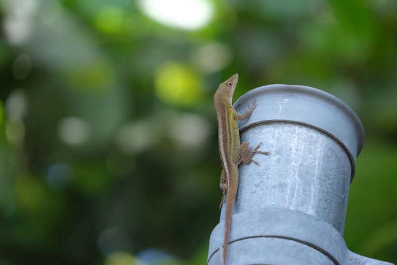 Hispaniolan Green Anole (Anolis chlorocyanus)
