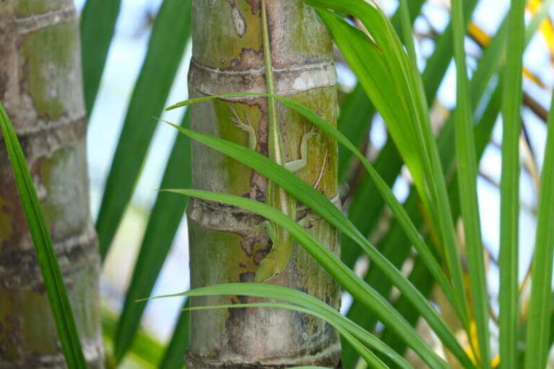 Hispaniolan Green Anole (Anolis chlorocyanus)