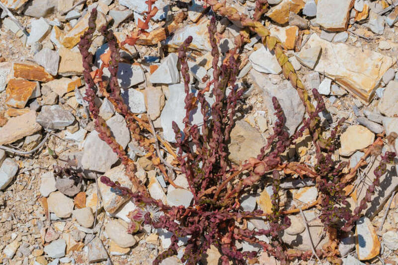 San Diego Coastal-Creeper (Aphanisma blitoides)
