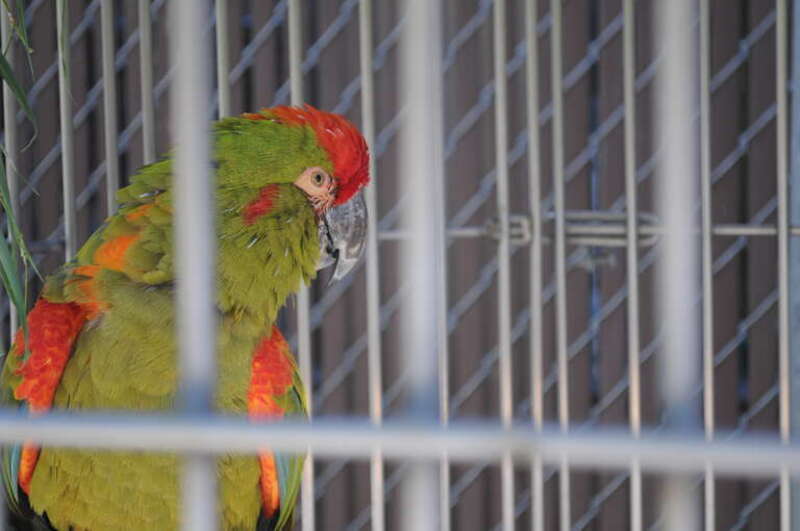 A Red-fronted Macaw at Cougar Mountain Zoo, USA.