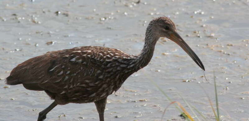 Limpkin
