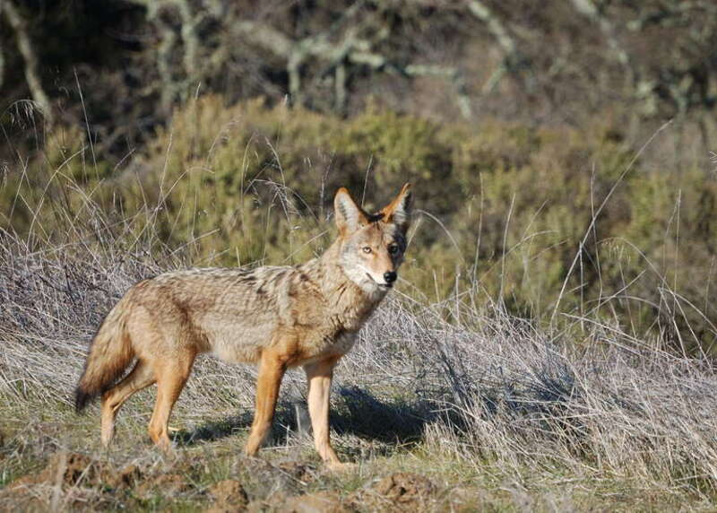 A coyote I encountered along the Redtail Loop trail in Arastradero Preserve