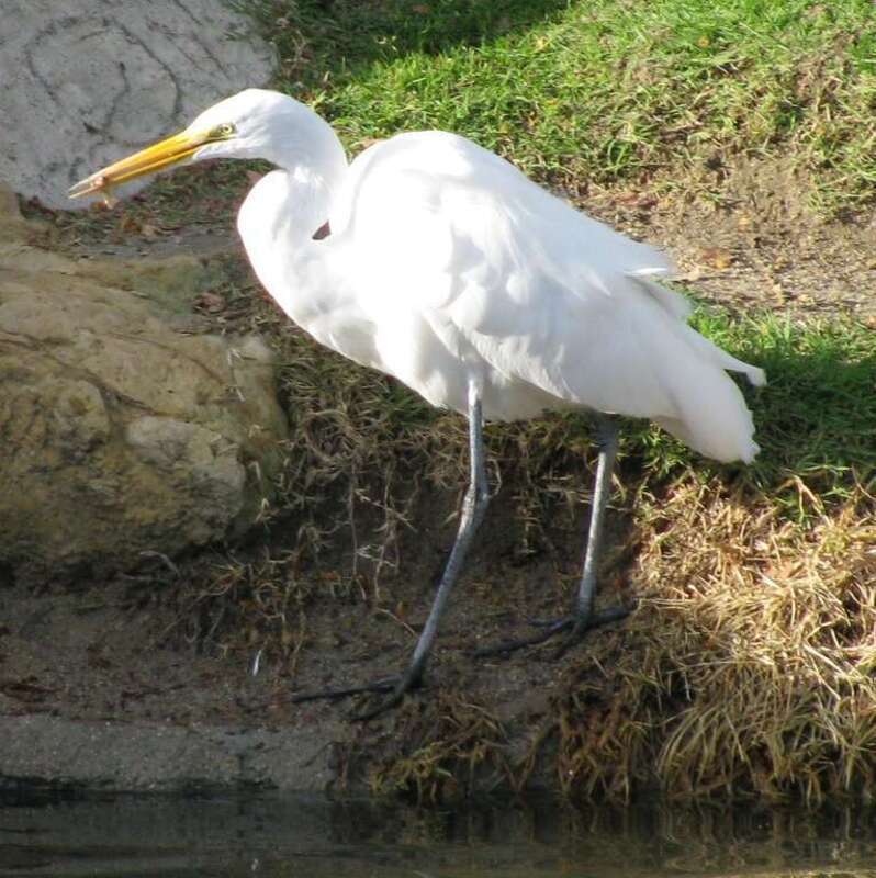 Ardea alba - great egret eating a fish
Location: Ralph B. Clark Regional Park, Buena Park, CA, USA