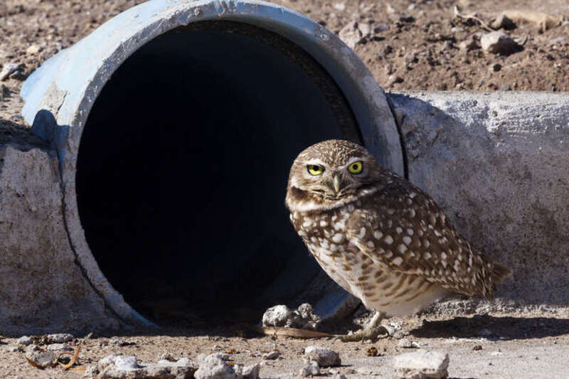 Athene cunicularia at the BLM Las Cruces District Office on Marquess St., Las Cruces, Doña Ana County, 32.2883 -106.7766, 23 Dec 2016.