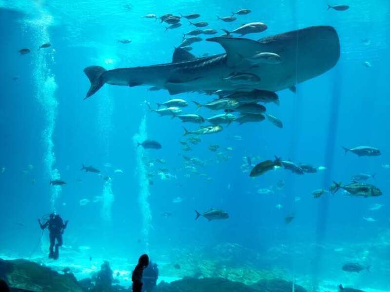 Atlanta-Georgia Aquarium