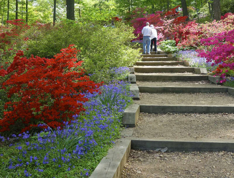 Azalea garden at the U.S. National Arboretum, 24th and R Sts., NE. NE