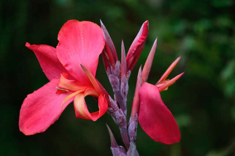 500px provided description: Backyard Beauty [#red ,#spring ,#flower ,#closeup ,#orange ,#season ,#life ,#green ,#purple ,#colorful ,#vibrant]