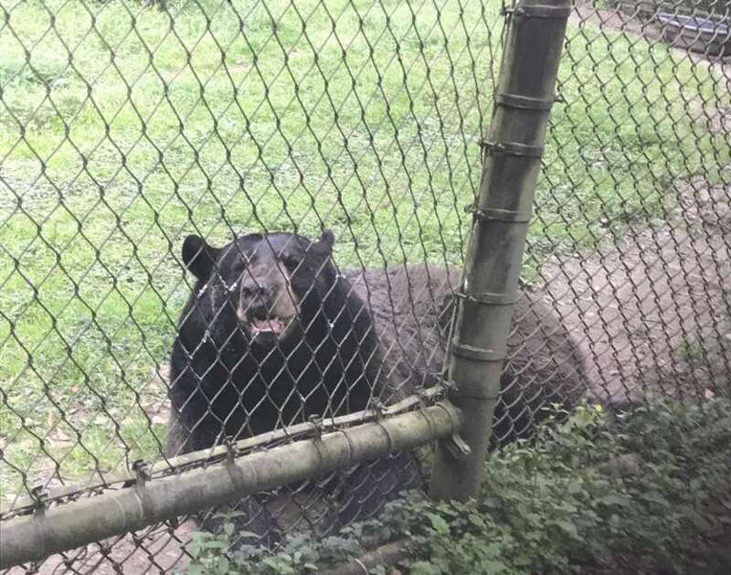Black bear pictured at the animal farm at the Charles Towne Landing, Charleston, South Carolina, US