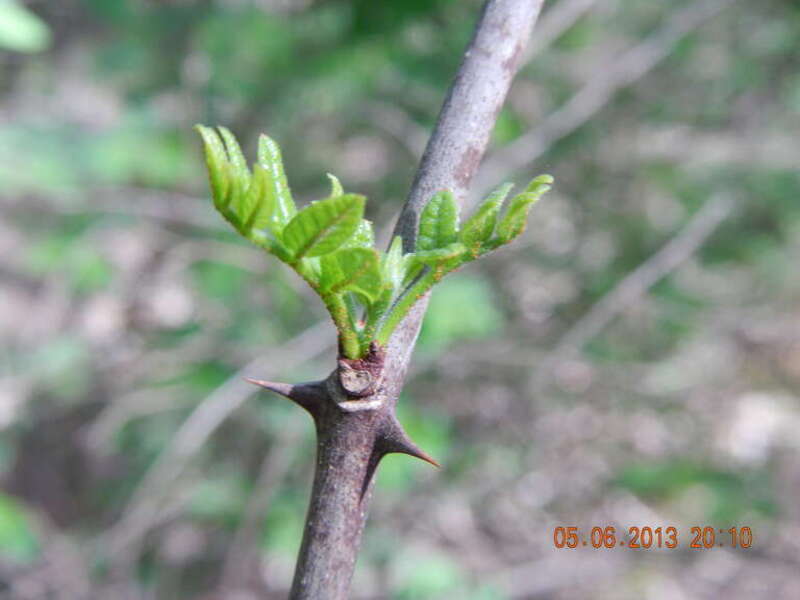 Black Locust at Fenner