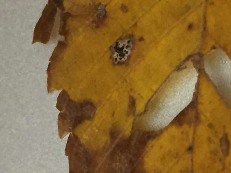 Symptoms of black spot on Elm leaf in the fall.