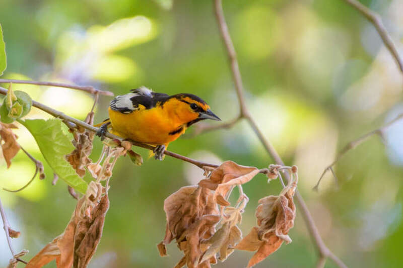Garin Regional Park, Hayward, California