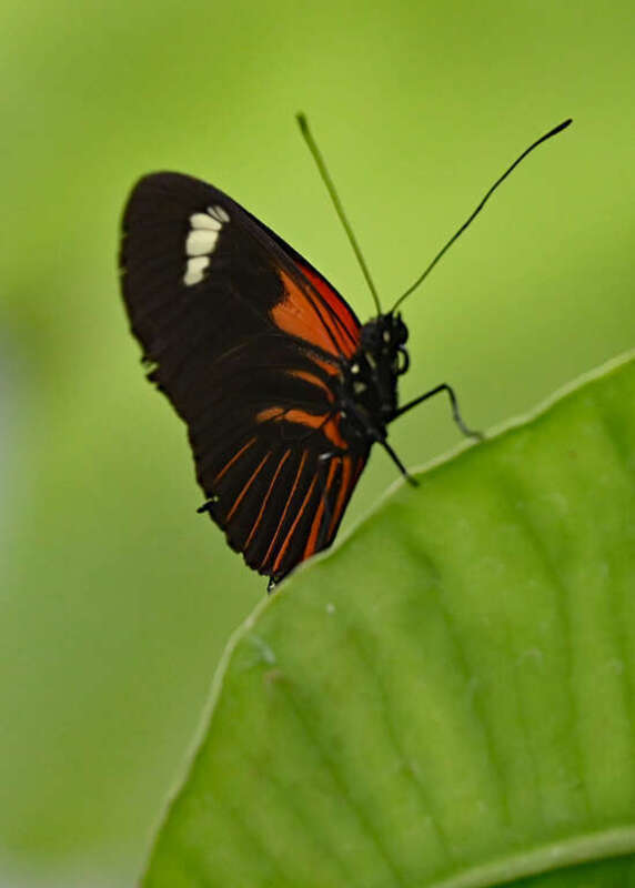 Taken on Thursday, March 31, 2022 during the annual Blooms and Butterflies exhibition in the Pacific Island Water Garden area of the Franklin Park Conservatory in Columbus, Ohio.