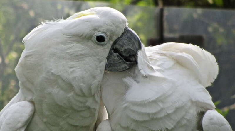 Two White Cockatoos (also known as Umbrella Cockatoo) at Binder Park Zoo, Battle Creek, Michigan, USA.