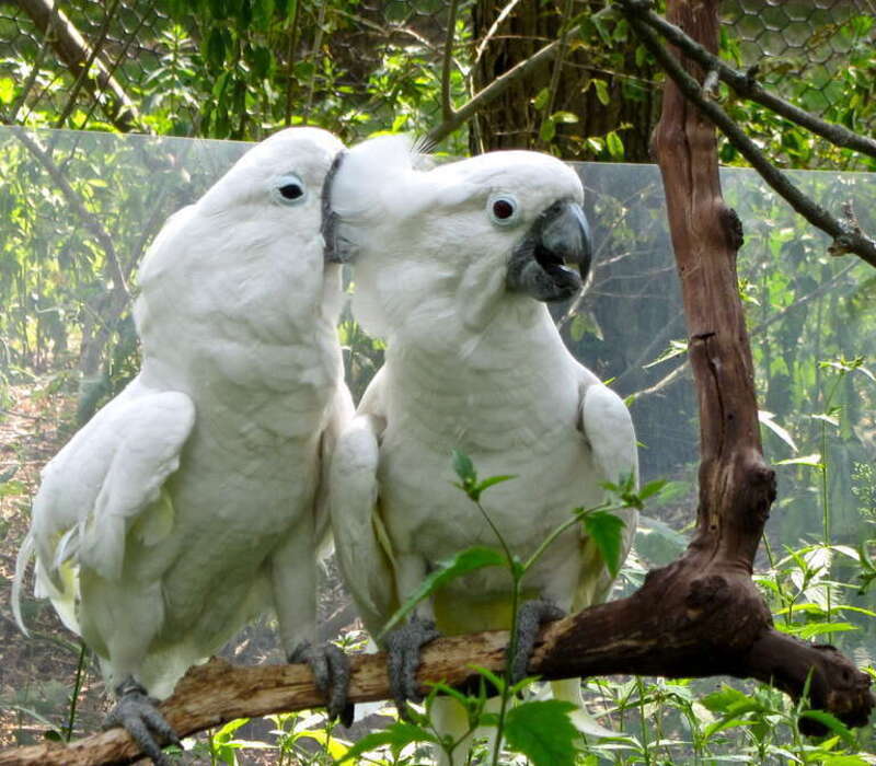 Two White Cockatoos (also known as Umbrella Cockatoo) at Binder Park Zoo, Battle Creek, Michigan, USA.
