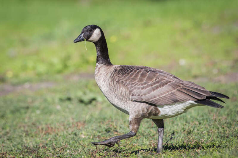 Oak Grove Regional Park, Stockton, CA