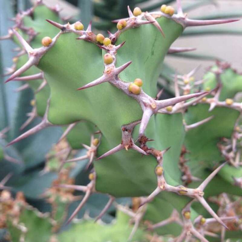 Cactus at Baltimore's Rawlings Conservatory