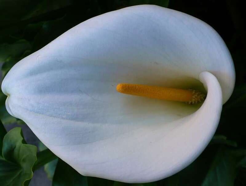 Call Lily flower in our garden in San Francisco.