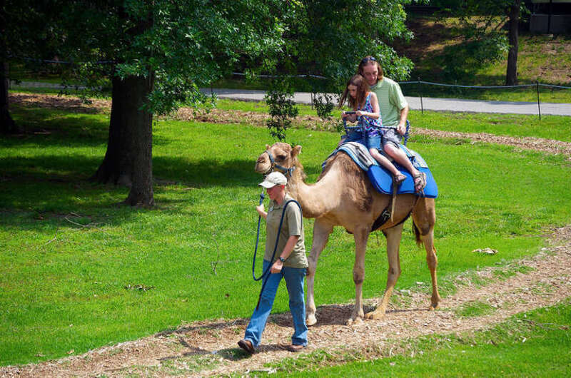 A dromedary at Tulsa Zoo, Oklahoma, USA. Two people are riding the camel while a zookeeper is leading and has the camel secured with a strong lead.