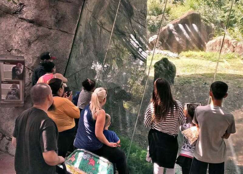 One of several viewing locations within the Campo Gorilla Reserve at the Los Angeles Zoo.