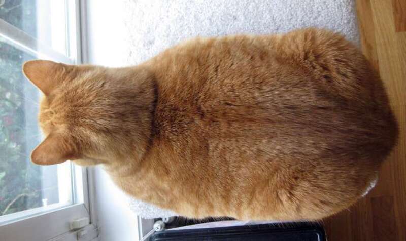 Birds-eye-view of a cat loafing